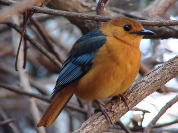 Natal Robin 