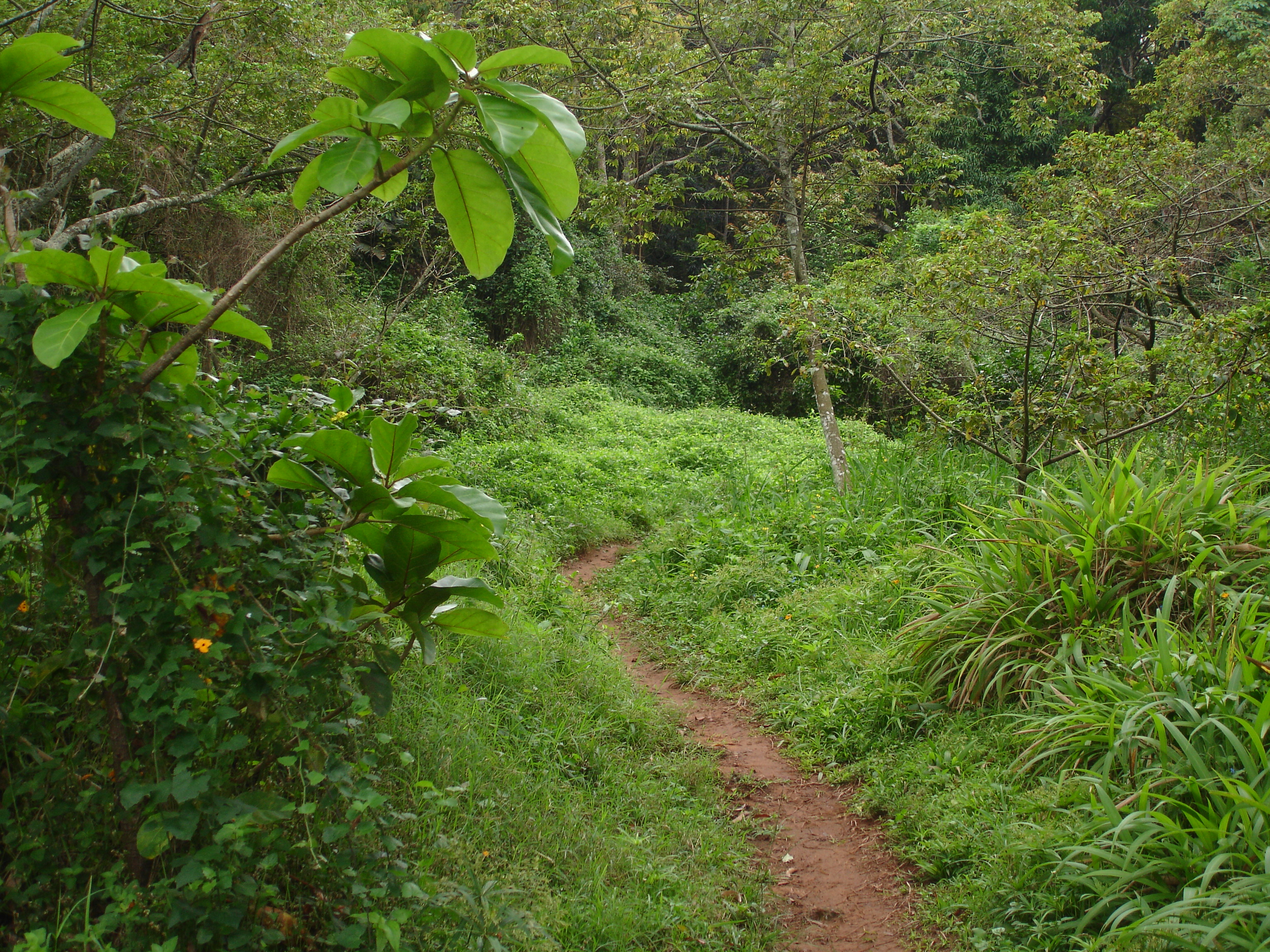 Pathway through Msinsi