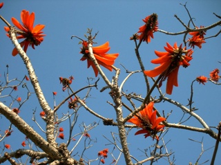 Coral Tree (Erythrina lysistemon)